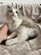 Kocourek Ragdoll s PP - Darly