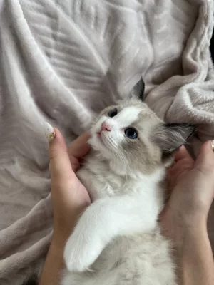 Kocourek Ragdoll s PP - Darly