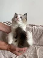 Kocourek Ragdoll s PP - Darly