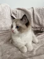 Kocourek Ragdoll s PP - Darly