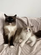 Kocourek Ragdoll s PP - Darly