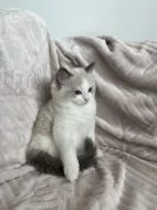 Kočička Ragdoll s PP - Dandelion