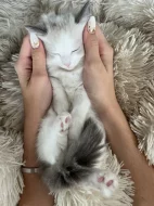 Kočička Ragdoll s PP - Dandelion