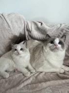 Kočička Ragdoll s PP - Dandelion
