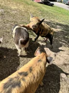 Selata Kune kune