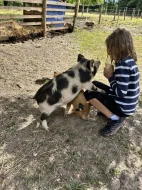 Selata Kune kune