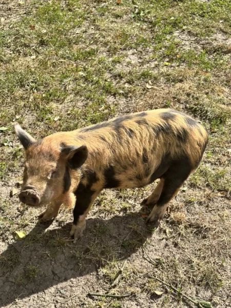Selata Kune kune