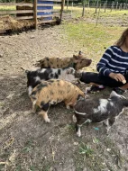 Selata Kune kune