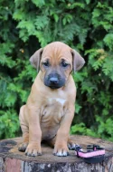 Rhodéský ridgeback štěňátka s PP