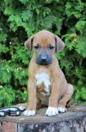 Rhodéský ridgeback štěňátka s PP
