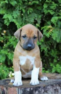 Rhodéský ridgeback štěňátka s PP