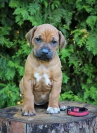 Rhodéský ridgeback štěňátka s PP