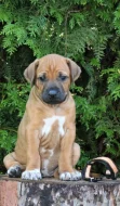 Rhodéský ridgeback štěňátka s PP