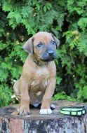 Rhodéský ridgeback štěňátka s PP
