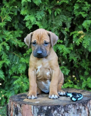 Rhodéský ridgeback štěňátka s PP