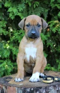 Rhodéský ridgeback štěňátka s PP