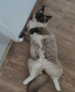 Nabízím ke krytí kocoura s PP - Ragdoll