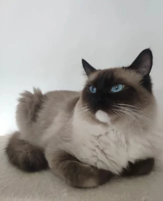 Nabízím ke krytí kocoura s PP - Ragdoll