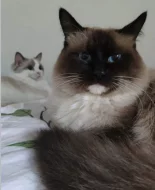 Nabízím ke krytí kocoura s PP - Ragdoll