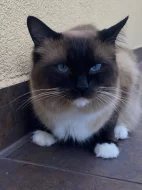 Nabízím ke krytí kocoura s PP - Ragdoll