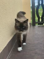 Nabízím ke krytí kocoura s PP - Ragdoll