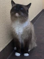 Nabízím ke krytí kocoura s PP - Ragdoll