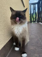 Nabízím ke krytí kocoura s PP - Ragdoll