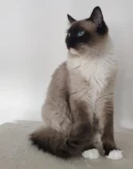 Nabízím ke krytí kocoura s PP - Ragdoll