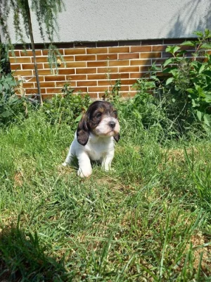 štěňata Malý hrubosrstý vendéeský basset