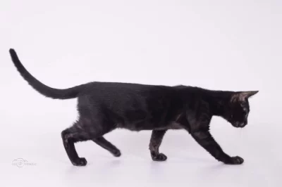 Bengálský kocourek s PP (melanistic)