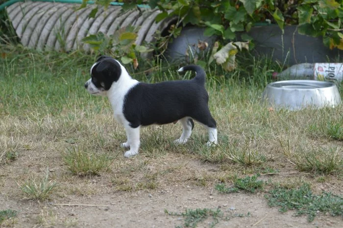 Pejsek Čivavy s PP FCI