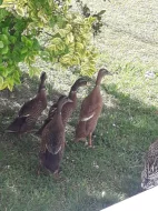 2 kačeři, stáří 2 měsíce- mají bílý nákrčník