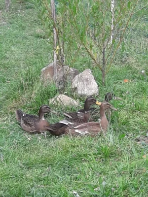 2 kačeři, stáří 2 měsíce- mají bílý nákrčník