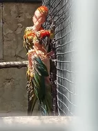 Ara cervenoucha(rubrogenys)