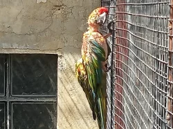 Ara cervenoucha(rubrogenys)