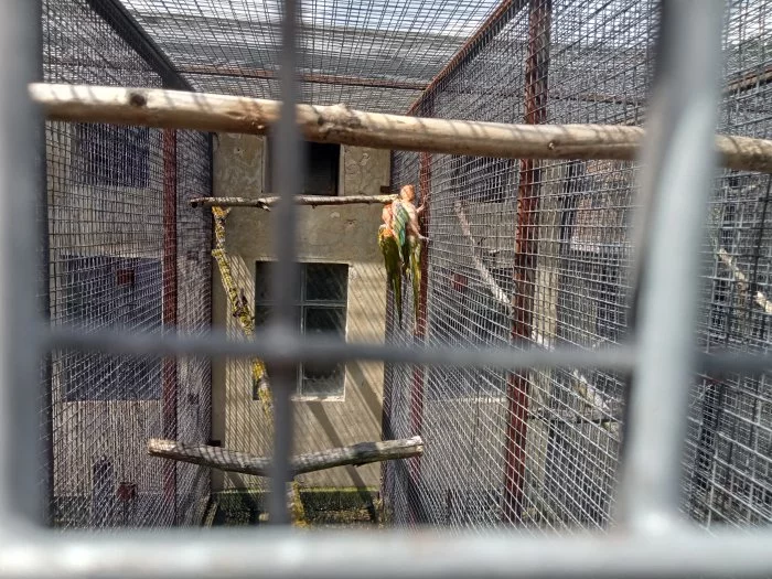 Ara cervenoucha(rubrogenys)