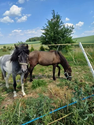 Dva mladí pony