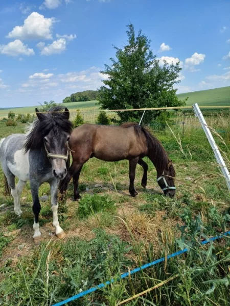 Dva mladí pony