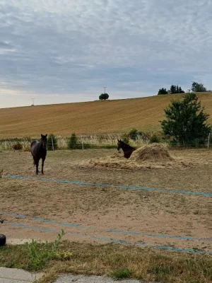 Ustájení koní