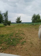 Ustájení koní