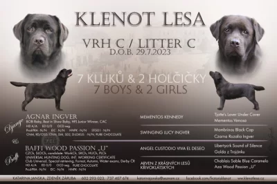 Čokoládová štěňátka labradorského retrievera s PP