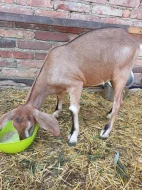 Prodám podílovou Anglonubijskou kozičku