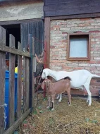Prodám podílovou Anglonubijskou kozičku
