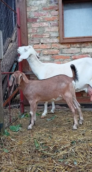 Prodám podílovou Anglonubijskou kozičku