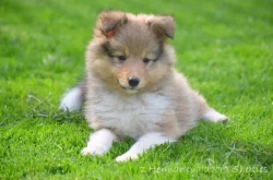 Sheltie - Šeltie, zlatý pejsek s PP