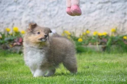 Sheltie - Šeltie, zlatý pejsek s PP