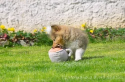 Sheltie - Šeltie, zlatý pejsek s PP