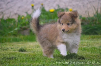 Sheltie - Šeltie, zlatý pejsek s PP