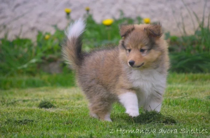 Sheltie - Šeltie, zlatý pejsek s PP