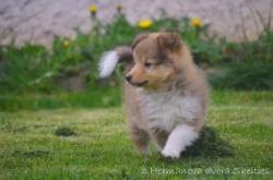 Sheltie - Šeltie, zlatý pejsek s PP